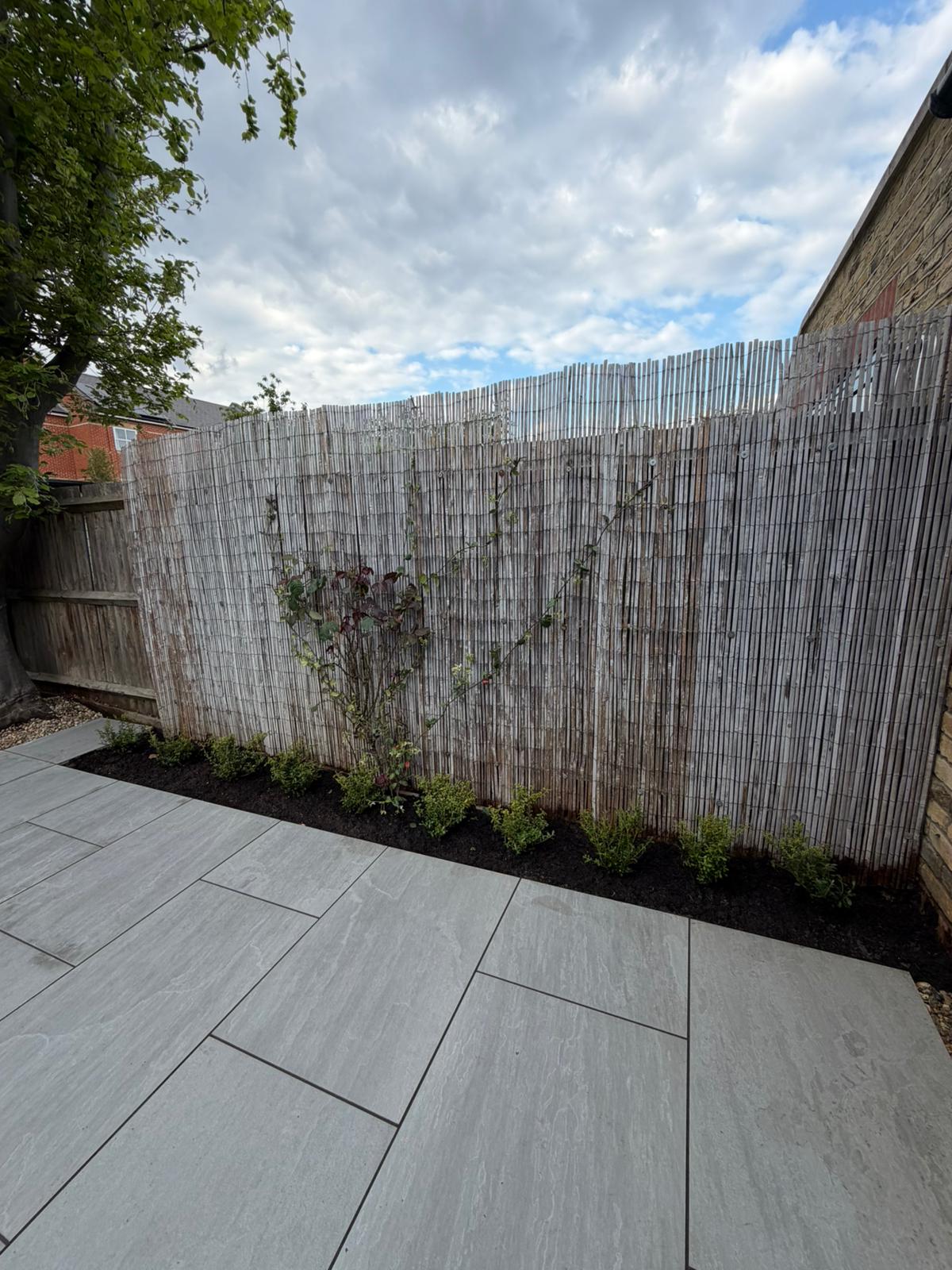 Ilex crenata border planting along fence in Battersea garden